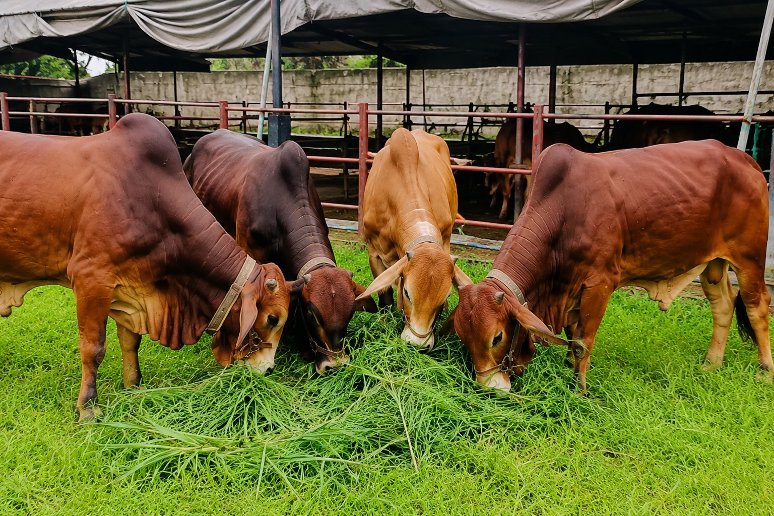 Agro Photo